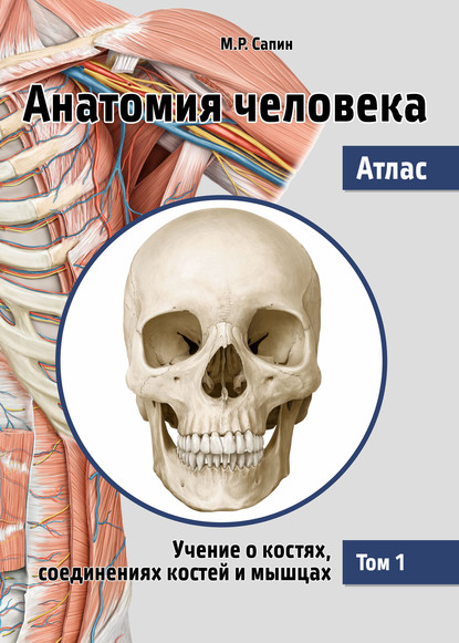55287771-mihail-sapin-anatomiya-cheloveka-atlas-tom-1-uchenie-o-kostyah-so-55287771.jpg
